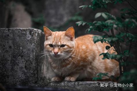 家里来猫好不好|为什么俗话总说“自来猫”养不得？原来有这些讲究